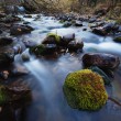 River in mountain forest