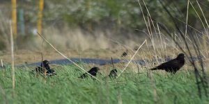 Black crows on the green grass. Corvidae looking for food.